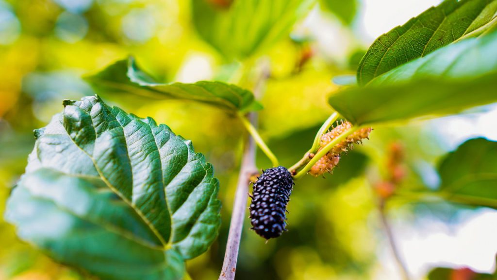 Essa fruta esquecida pode melhorar sua memória sem você perceber