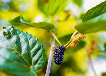 Essa fruta esquecida pode melhorar sua memória sem você perceber