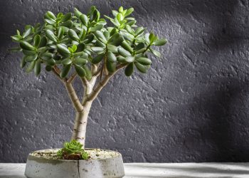 cuidados indispensáveis para cultivar uma jade bonita e forte