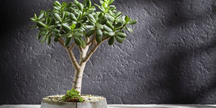 cuidados indispensáveis para cultivar uma jade bonita e forte