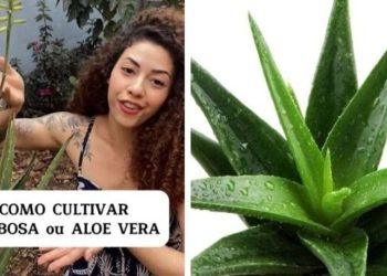 Alexandra, paisagista “Como cultivar Babosa/Aloe Vera?”