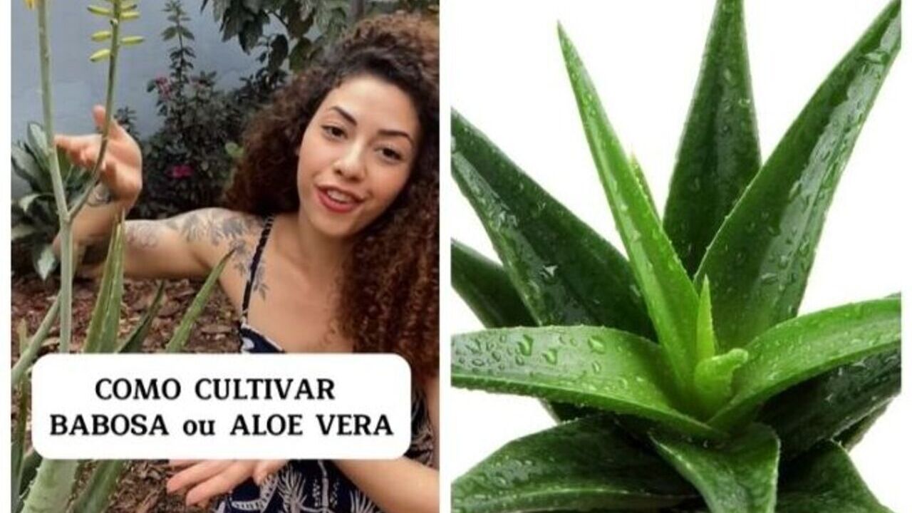 Alexandra, paisagista "Como cultivar Babosa/Aloe Vera?" - Oeste Geral
