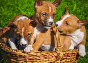 As raças de cachorro mais silenciosas e perfeitas para apartamento