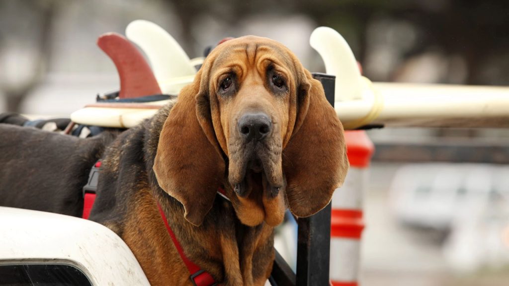 5 raças de cães que são verdadeiros heróis fora do comum