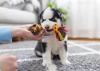 Alimentos proibidos para pets que muitos ainda oferecem sem saber