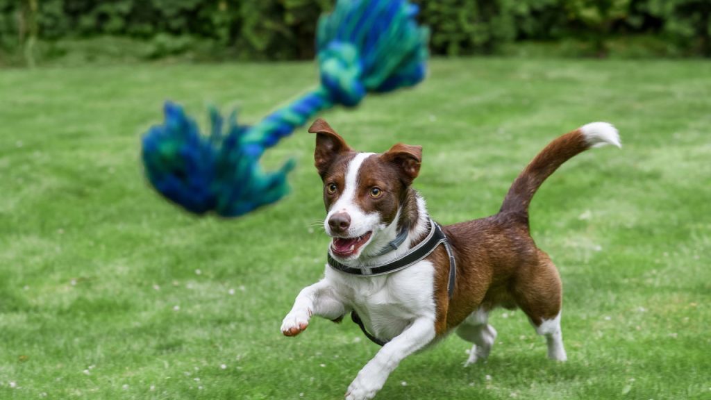 Os melhores brinquedos caseiros para estimular o cérebro do seu pet
