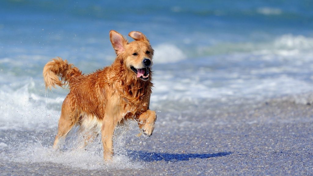 As raças de cães mais incríveis para aventuras na água