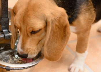 O erro comum no pote de água que pode causar doenças sérias em pets