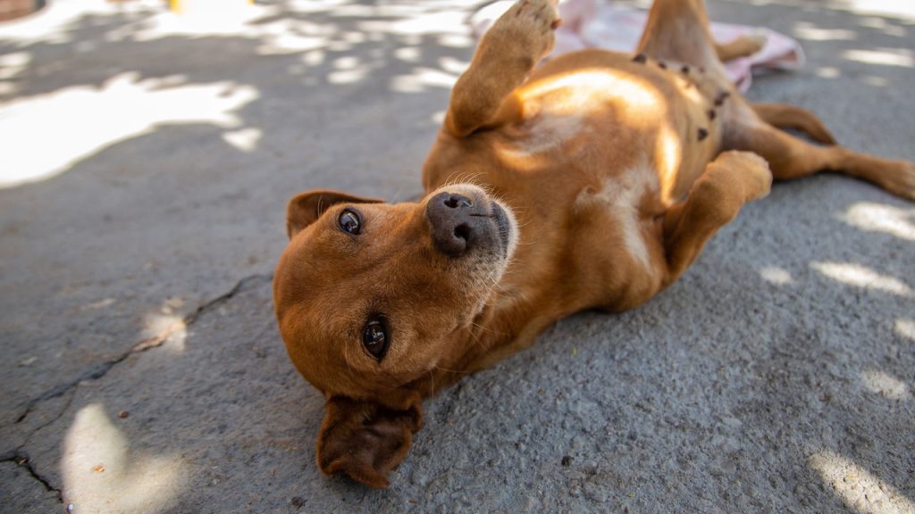 Como o cachorro caramelo se tornou o queridinho do país