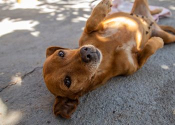 O que significa quando acariciamos um cão na rua, segundo a psicologia?
