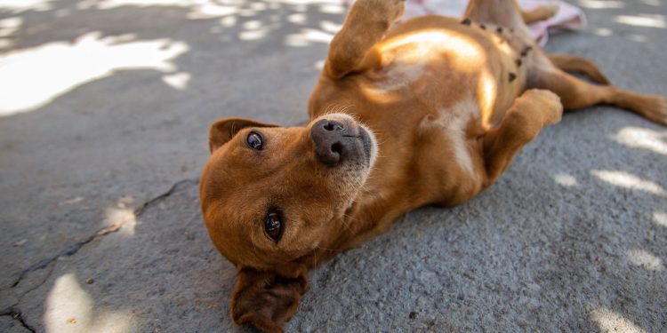 O que significa quando acariciamos um cão na rua, segundo a psicologia?
