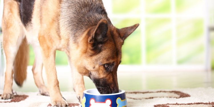 Qual é o melhor horário para alimentar seu cão, segundo veterinários?