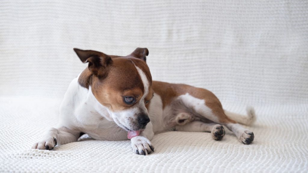 Seu cão está lambendo as patas sem parar? Aqui está o que fazer