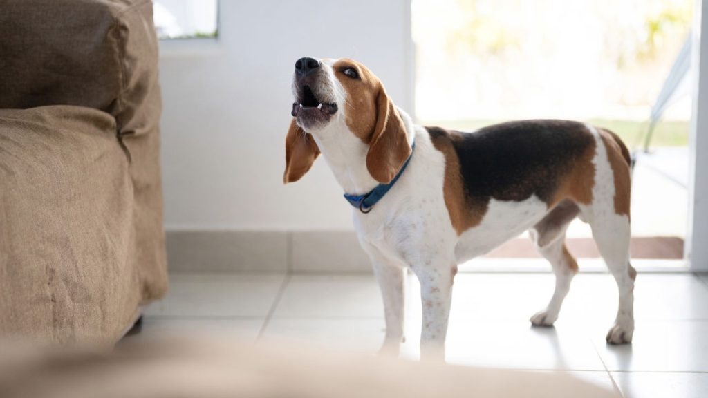 Seu cão está lambendo as patas sem parar? Aqui está o que fazer