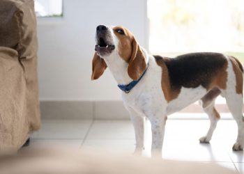 O que significa quando um cachorro late para algumas pessoas e não para outras, segundo estudos?