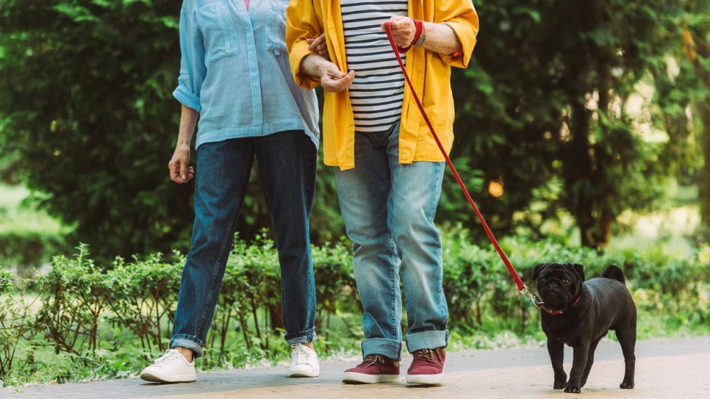 O melhor horário para passear com seu cachorro sem riscos