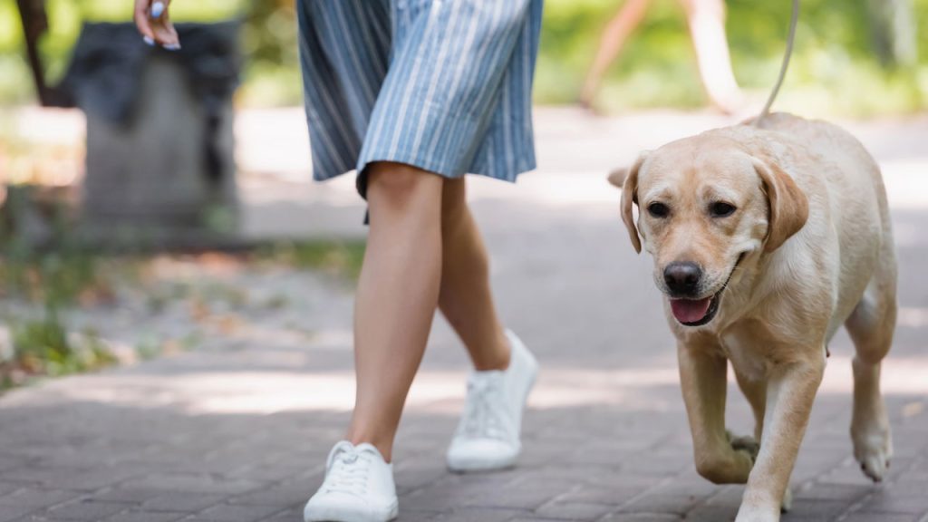 O melhor horário para passear com seu cachorro sem riscos