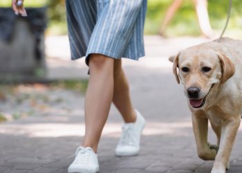 O melhor horário para passear com seu cachorro sem riscos
