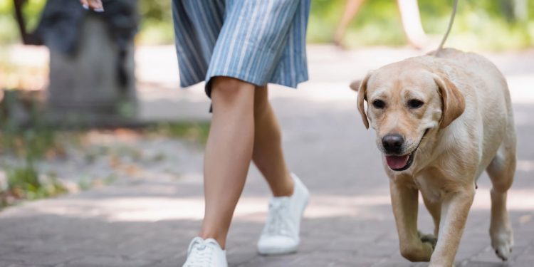 Cães jovens, de porte médio ou grande e com alto nível de energia precisam de caminhadas mais longas, que podem chegar a uma hora por dia - Créditos: depositphotos.com / HayDmitriy