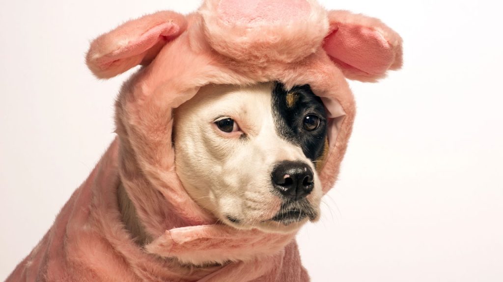 8 cuidados essenciais para proteger seu pet no inverno