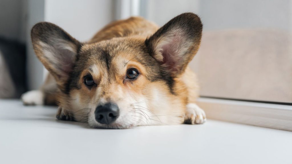 O que o focinho do seu cão revela sobre a saúde dele vai te surpreender