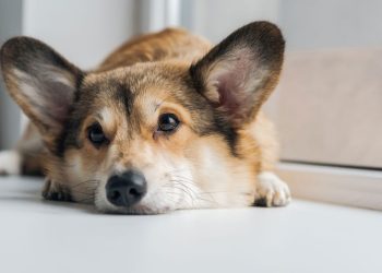 Quanto tempo seu cachorro pode ficar sozinho em casa segundo especialistas