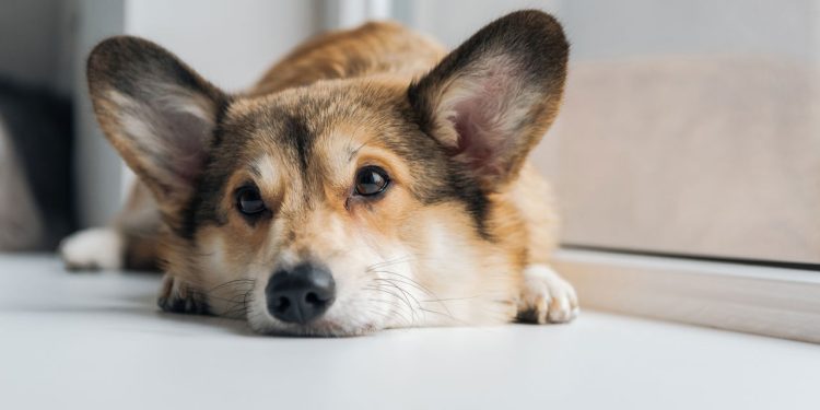 Quanto tempo seu cachorro pode ficar sozinho em casa segundo especialistas