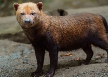 O cachorro mais misterioso do Brasil vive escondido nas florestas