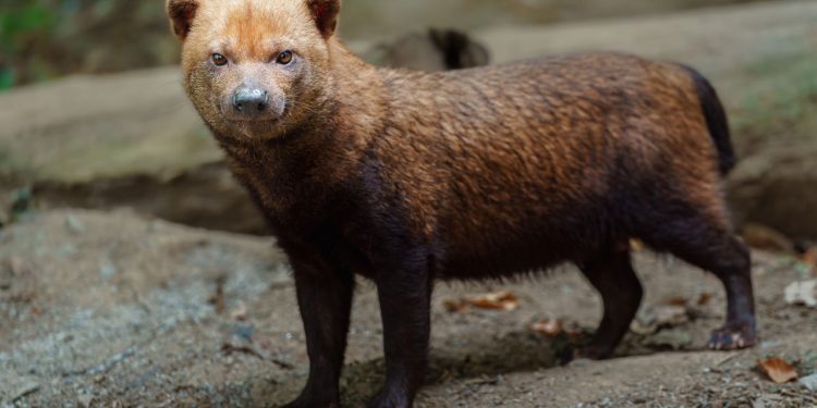 O cachorro mais misterioso do Brasil vive escondido nas florestas