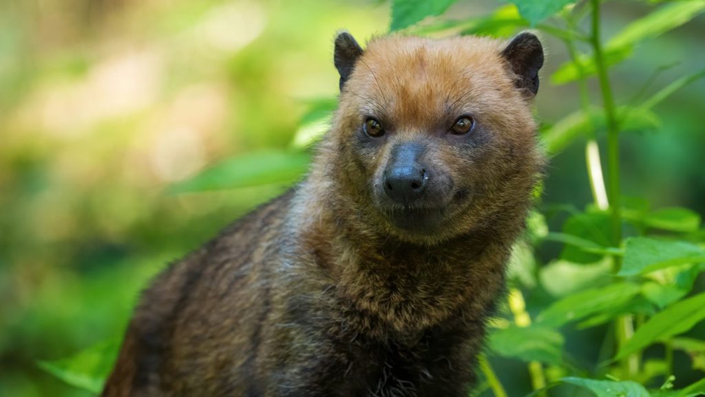 O cachorro mais misterioso do Brasil vive escondido nas florestas