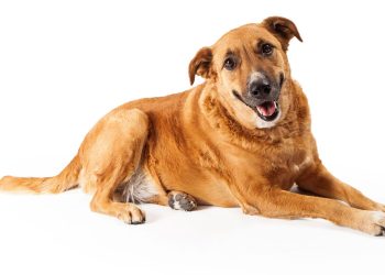Como o cachorro caramelo se tornou o queridinho do país