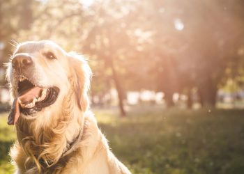 Estudo revela traços emocionais de quem gosta de acariciar animais