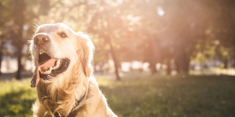 Estudo revela traços emocionais de quem gosta de acariciar animais