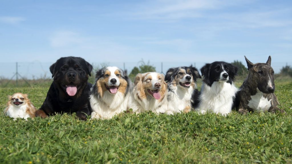 Longa vida aos pets! Confira as raças de cães que vivem mais