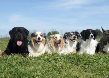 As raças de cães mais propensas ao mau cheiro e como evitar esse problema em casa