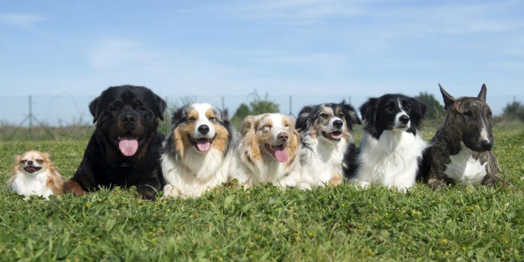 As raças de cães mais propensas ao mau cheiro e como evitar esse problema em casa