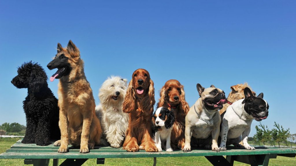 O universo secreto dos pets com pedigree milionário