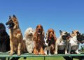 A ciência revela qual é a raça de cachorro considerada a mais carinhosa do mundo