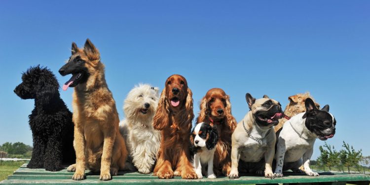 A ciência revela qual é a raça de cachorro considerada a mais carinhosa do mundo