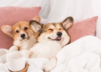 Tratar seu cão como filho pode mudar sua saúde emocional