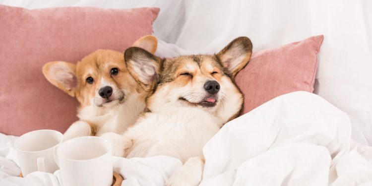 Tratar seu cão como filho pode mudar sua saúde emocional