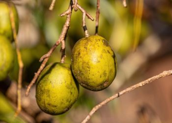 A fruta tropical de sabor único que fortalece o corpo e cresce fácil no quintal