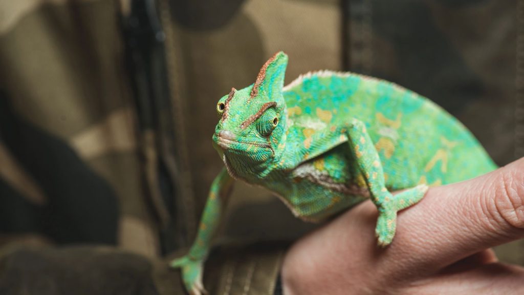 Os pets exóticos mais desejados do Brasil e por que viraram tendência