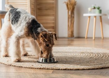 A hora em que você alimenta seu cão pode afetar a saúde dele
