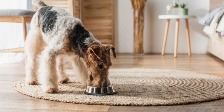 A hora em que você alimenta seu cão pode afetar a saúde dele