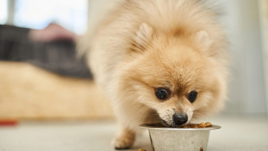 A hora em que você alimenta seu cão pode afetar a saúde dele