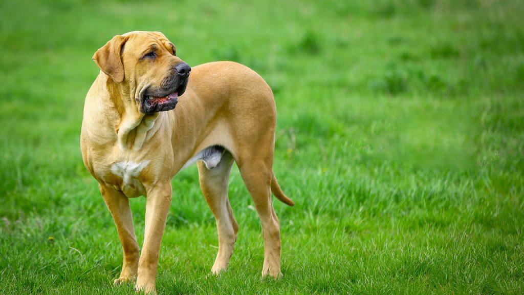 Fila Brasileiro é o cão mais leal e imponente do Brasil