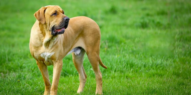 Nem Labrador, nem Poodle: essas são as raças que nasceram no Brasil