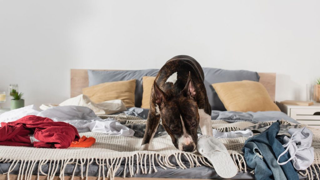 O que os animais percebem antes de alguém aparecer em casa