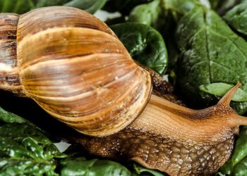 O truque mais sustentável para evitar caracóis na horta sem veneno